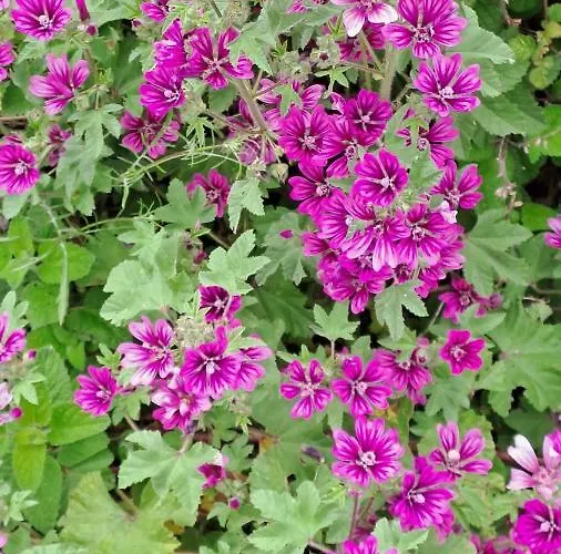 Apartament A 20 Passi Dal Mare