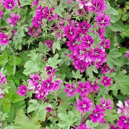 Lejlighed A 20 Passi Dal Mare